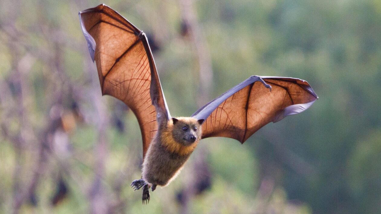 Vacina inovadora protege morcegos sem captura. (Foto: Getty Images via Canva)