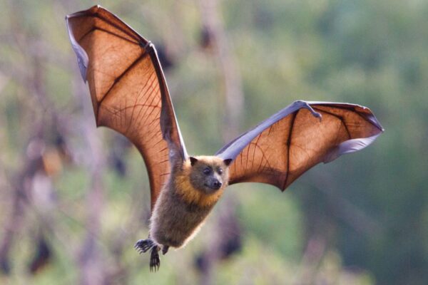 Vacina inovadora protege morcegos sem captura. (Foto: Getty Images via Canva)