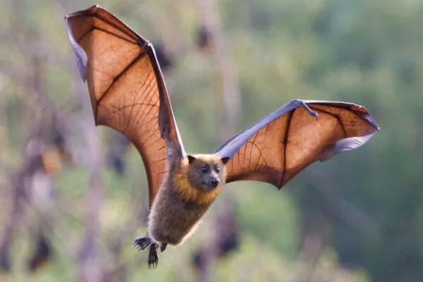 Vacina inovadora protege morcegos sem captura. (Foto: Getty Images via Canva)
