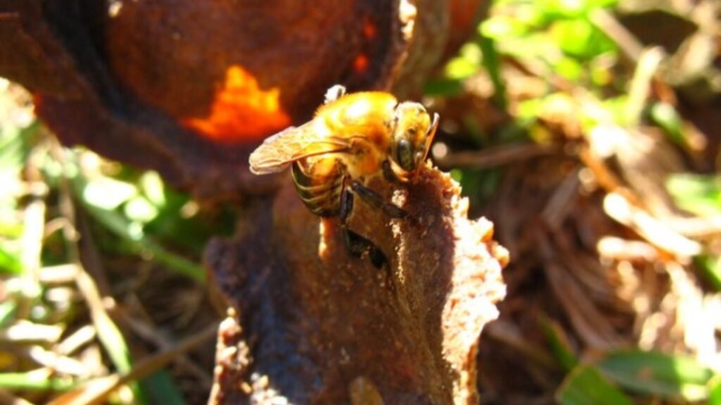 Abelha Melipona scutellaris coletando resina em restos de colmeia abandonada (Imagem: Elichten - CC BY-SA 4.0)