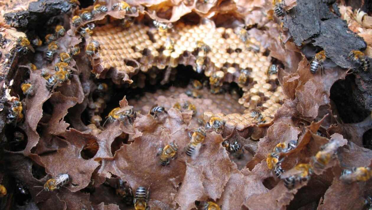 Interior de um ninho de Melipona scutellaris, com invólucro parcialmente removido expondo células de cria (Imagem: Elichten - CC BY-SA 4.0)