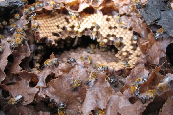 Interior de um ninho de Melipona scutellaris, com invólucro parcialmente removido expondo células de cria (Imagem: Elichten - CC BY-SA 4.0)