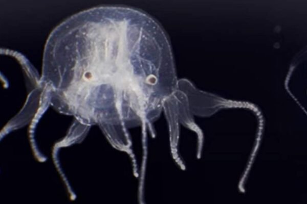 Água-viva com 24 olhos surpreende cientistas e revela nova espécie rara (Imagem: Hong Kong Baptist University (HKBU))