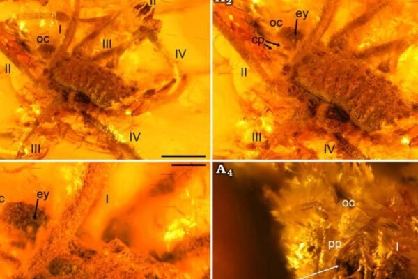 Aracnídeo pré-histórico preservado em âmbar báltico revela detalhes raros de 35 milhões de anos (Imagem: Bartel, C., Mitov, P.G., Dunlop, J.A., and Hammel, J.U. 2026/ Acta Palaeontologica Polonica, CC BY-SA 4.0)