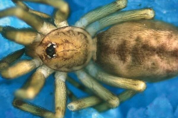 Pequena Pikelinia floydmuraria ajuda a controlar pragas domésticas (Imagem: Leonardo Delgado-Santa e Julio C. González-Gómez)