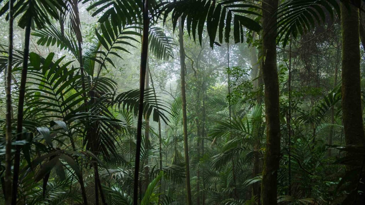Estudo revela que árvores tropicais cooperam mais e aumentam a biodiversidade global (Imagem: Getty Images via Canva)