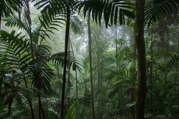Estudo revela que árvores tropicais cooperam mais e aumentam a biodiversidade global (Imagem: Getty Images via Canva)