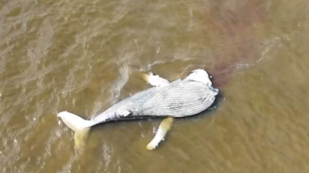 Gigante marinho encontrado morto expõe desafios da conservação oceânica (Imagem: Reprodução/ PMP-BS)