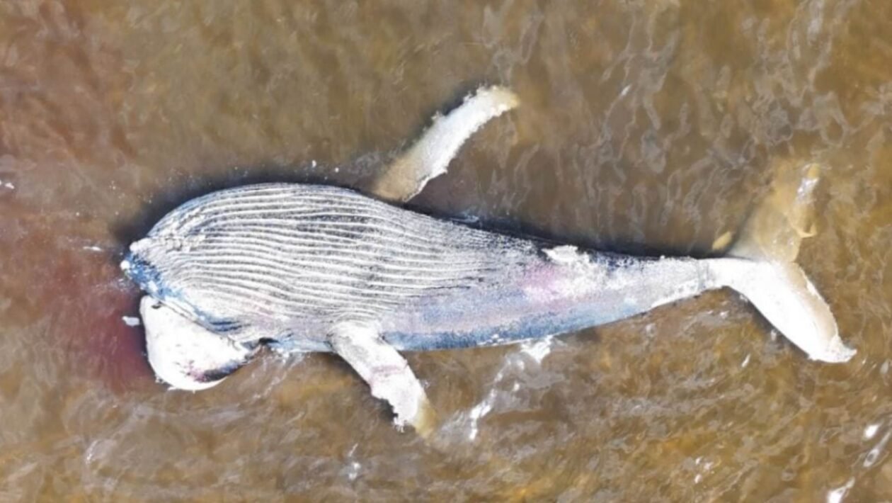 Baleia-jubarte encalha em SC no dia 8 e levanta alerta ambiental (Imagem: Reprodução/ PMP-BS)