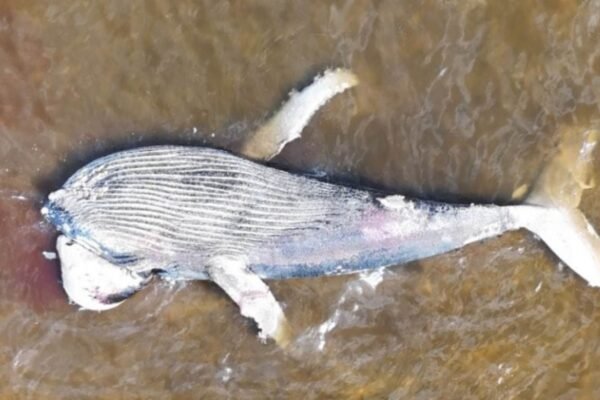 Baleia-jubarte encalha em SC no dia 8 e levanta alerta ambiental (Imagem: Reprodução/ PMP-BS)