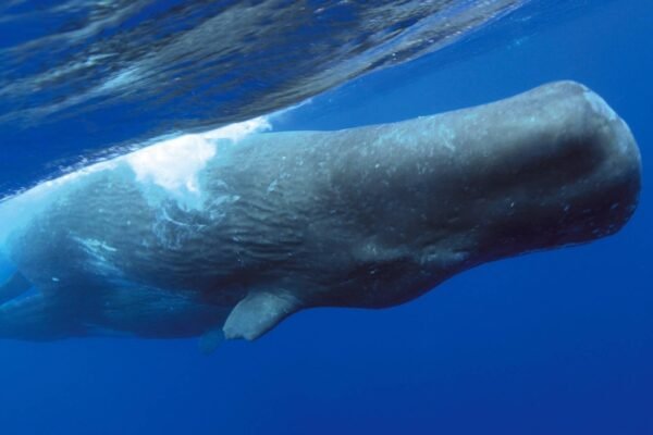 Cliques de baleias revelam padrões complexos semelhantes à linguagem humana (Imagem: Getty Images via Canva)