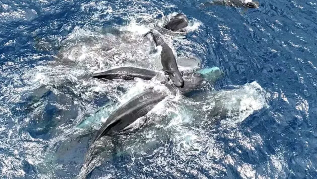 Baleias cachalotes se unem para ajudar filhote a alcançar a superfície e respirar (Imagem: Projeto CETI/ Reprodução)