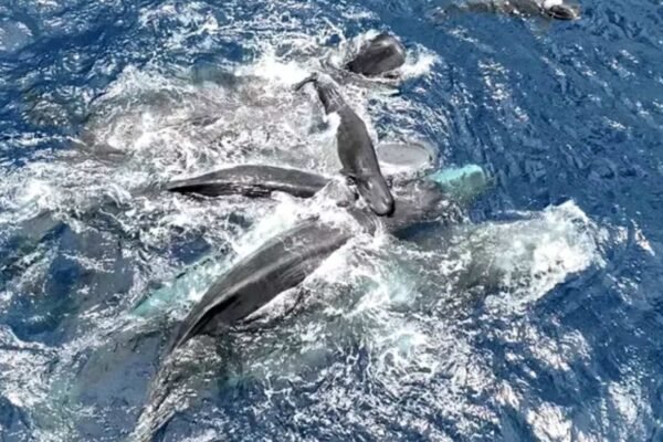Baleias cachalotes se unem para ajudar filhote a alcançar a superfície e respirar (Imagem: Projeto CETI/ Reprodução)