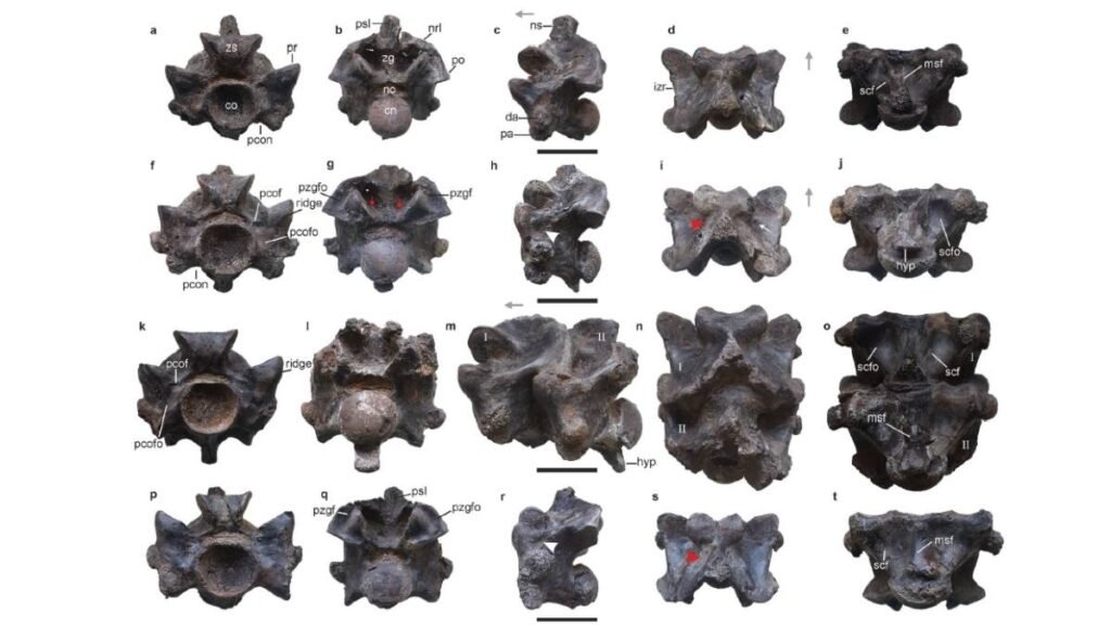 Vértebras anteriores de Vasuki indicus exibem estruturas anatômicas detalhadas; escala indica 50 mm (Imagem: Datta, D., Bajpai, S. et al., Sci Rep (2024))
