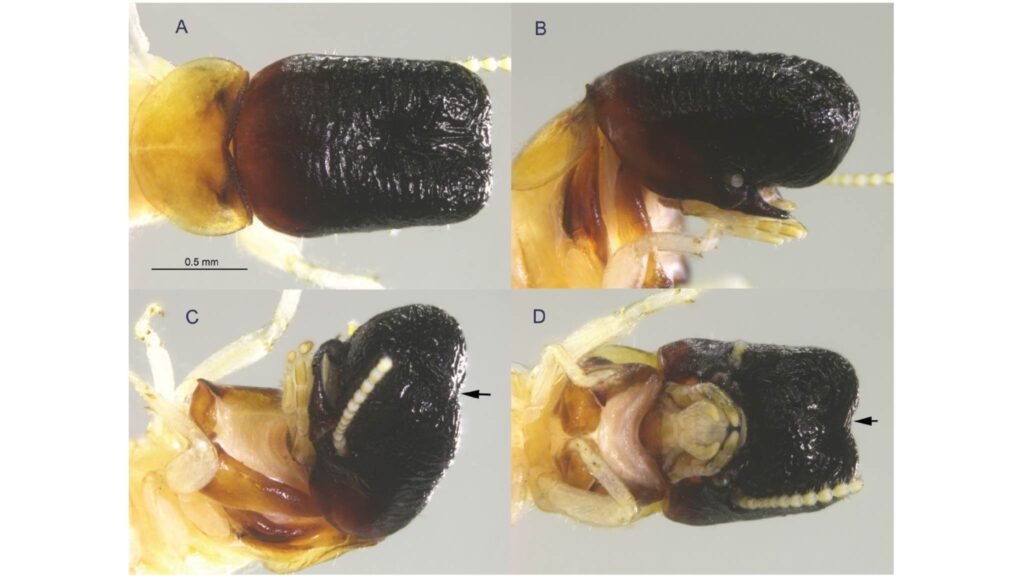 Holótipo soldado de Cryptotermes mobydicki, com vistas múltiplas e incisão frontal destacada (Imagem: Scheffrahn RH, Buček A, Sillam-Dussès D, Šobotník J (2025)/ ZooKeys, CC BY-SA 4.0)