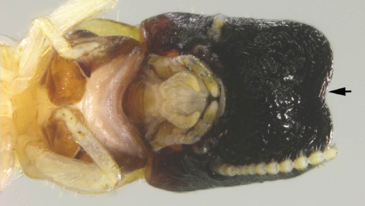 Cupim raro impressiona ao lembrar uma baleia cachalote em miniatura (Créditos: Imagem adaptada de Scheffrahn RH, Buček A, Sillam-Dussès D, Šobotník J (2025)/ ZooKeys, CC BY-SA 4.0)