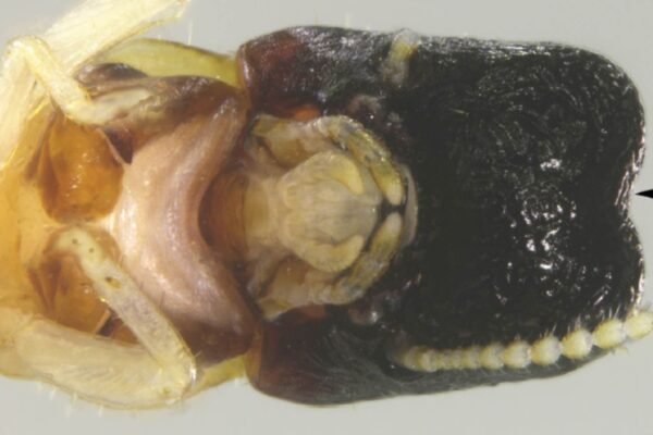 Cupim raro impressiona ao lembrar uma baleia cachalote em miniatura (Créditos: Imagem adaptada de Scheffrahn RH, Buček A, Sillam-Dussès D, Šobotník J (2025)/ ZooKeys, CC BY-SA 4.0)