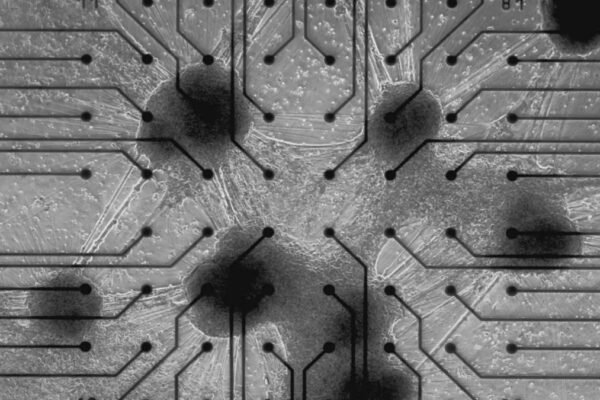 Neurônios humanos vivos já estão sendo usados como servidores biológicos (Imagem: Cortical Labs)