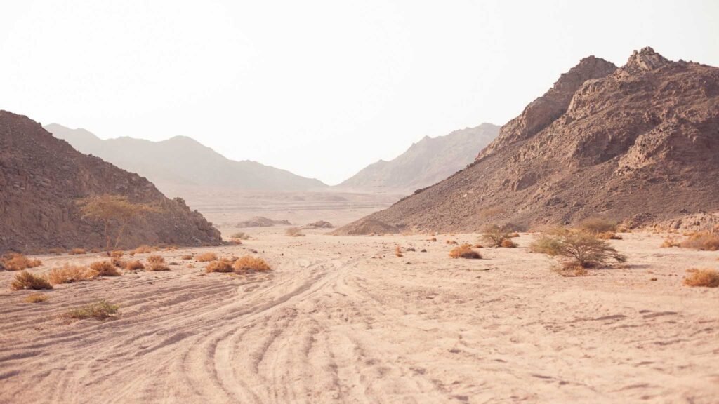 Técnica com cianobactérias faz deserto ganhar vida em poucos meses (Imagem: Getty Images via Canva)
