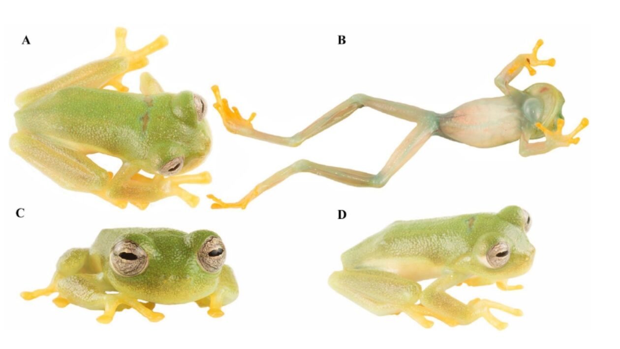 Exemplar vivo da espécie Nymphargus dajomesae em diferentes ângulos: dorsal, ventral, frontal e lateral (Imagem: Masache-Sarango et al., 2026, PLOS One, CC-BY 4.0)