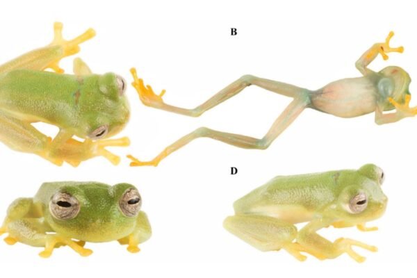 Exemplar vivo da espécie Nymphargus dajomesae em diferentes ângulos: dorsal, ventral, frontal e lateral (Imagem: Masache-Sarango et al., 2026, PLOS One, CC-BY 4.0)
