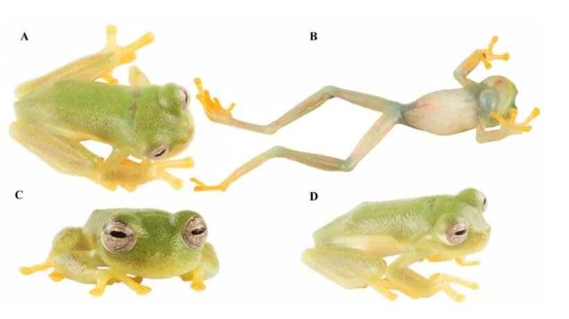 Exemplar vivo da espécie Nymphargus dajomesae em diferentes ângulos: dorsal, ventral, frontal e lateral (Imagem: Masache-Sarango et al., 2026, PLOS One, CC-BY 4.0)