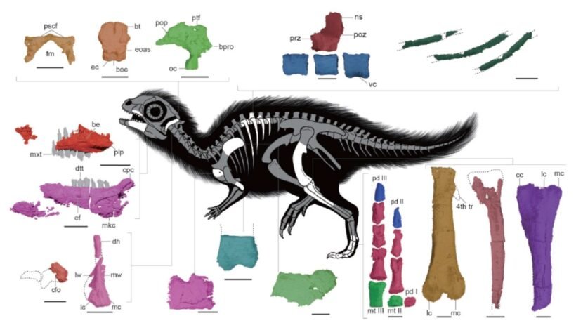 Anatomia esquelética do Doolysaurus huhmini com estruturas detalhadas e abreviações técnicas ilustradas (Imagem: Jung J, Kim M, Jo H, Clarke JA (2026),Fossil Record 29(1): 87-113./ CC BY-SA 4.0)