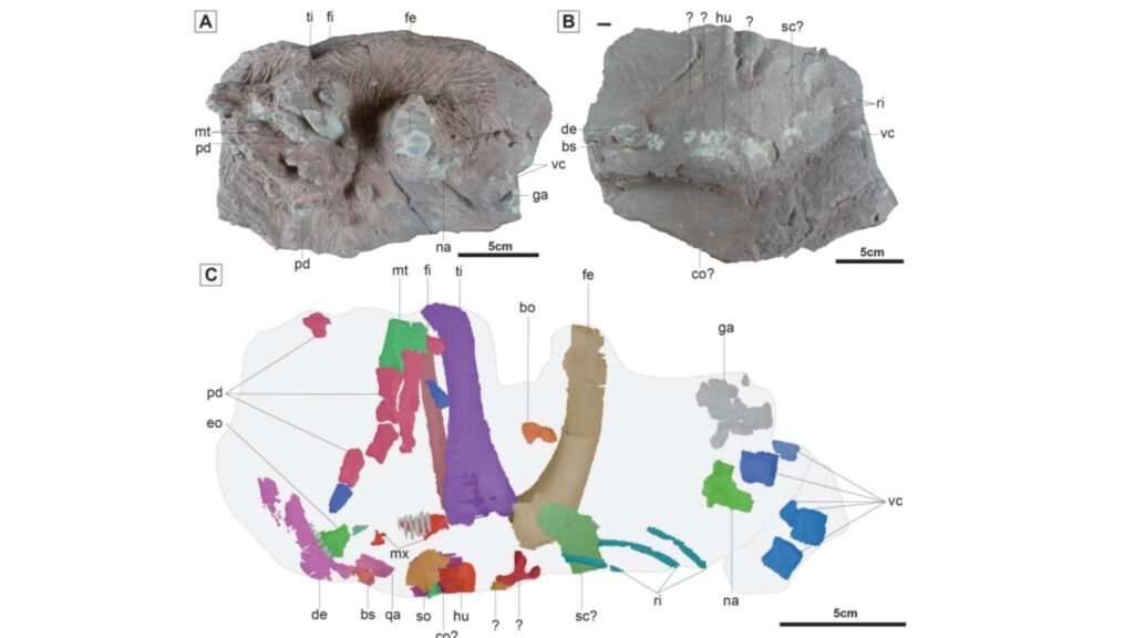Bloco fóssil com holótipo do Doolysaurus revela ossos identificados por tomografia computadorizada (Imagem: Jung J, Kim M, Jo H, Clarke JA (2026),Fossil Record 29(1): 87-113./ CC BY-SA 4.0)
