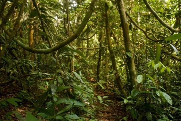 Amazônia absorve mais CO₂, mas a falta de fósforo preocupa cientistas (Imagem: Getty Images via Canva)