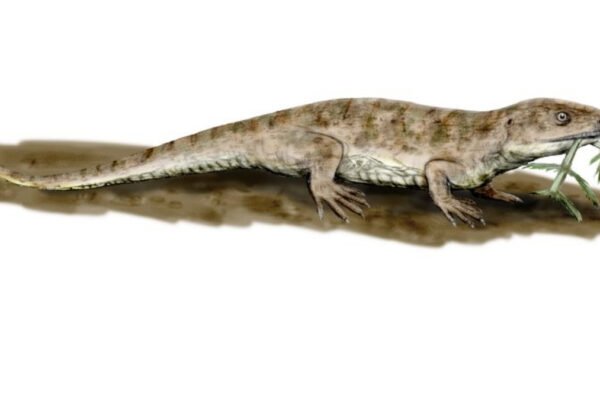 Fóssil revela origem da respiração que permitiu vida fora da água (Imagem: Nobu Tamura, CC BY-SA 3.0)