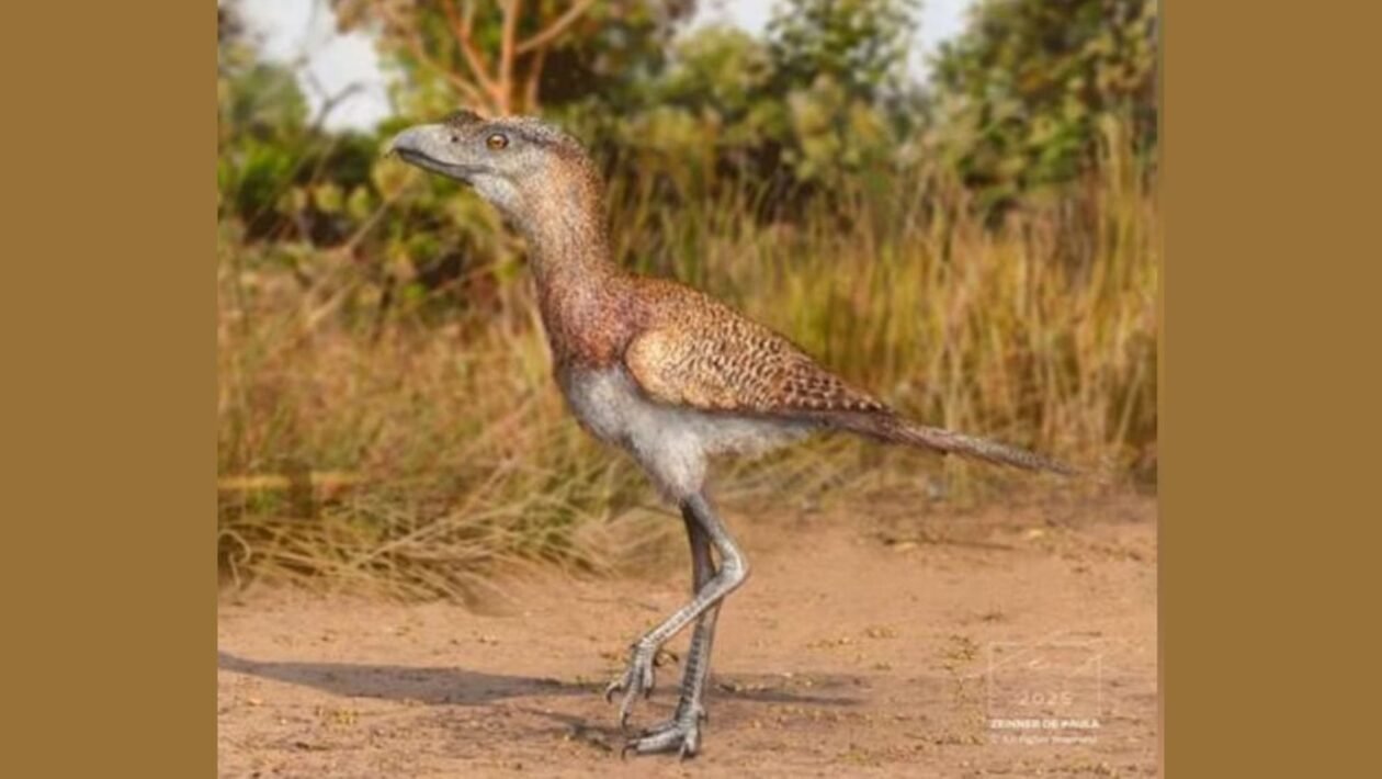 Descoberta revela espécie pré-histórica brasileira desconhecida até então (Imagem: Zeinner de Paula/ Divulgação)