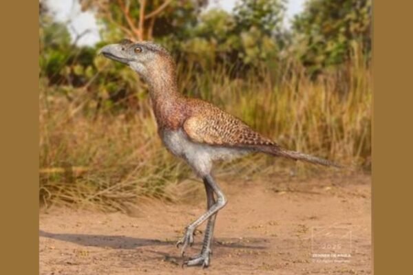 Descoberta revela espécie pré-histórica brasileira desconhecida até então (Imagem: Zeinner de Paula/ Divulgação)