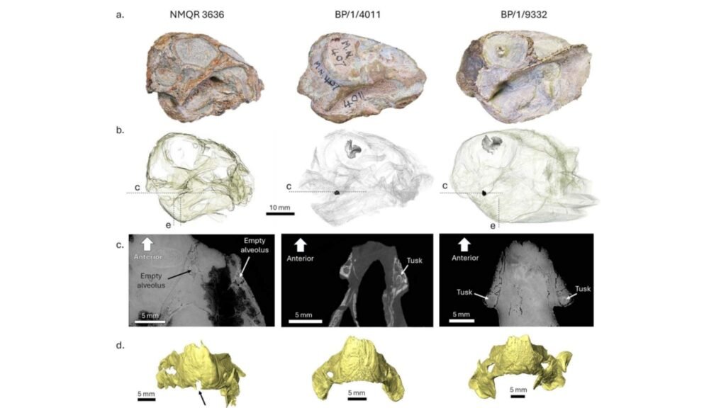 Crânios e mandíbulas analisados em 3D revelam fusão óssea incompleta e estruturas internas detalhadas (Imagem: Benoit J, Fernandez V, Botha J (2026). PLoS One) 
