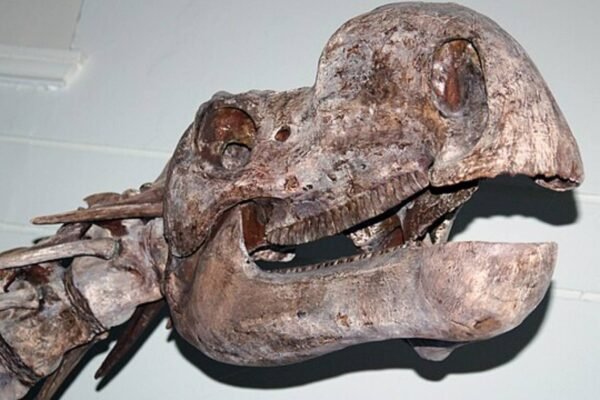 Crânio reconstruído do dinossauro Muttaburrasaurus langdoni exposto no Museu Australiano, em Sydney (Imagem: Matt Martyniuk – Licença CC BY-SA 4.0)