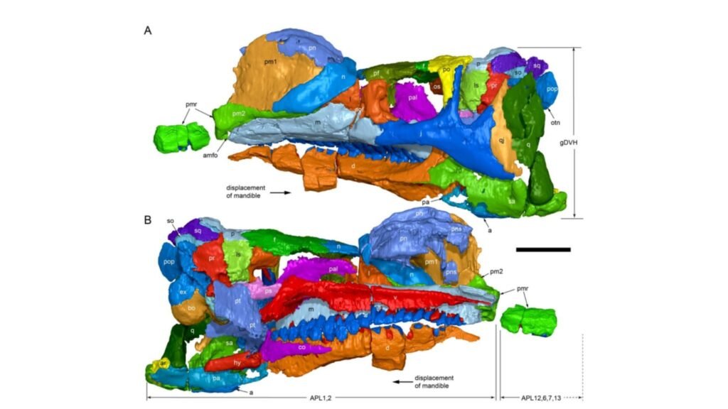 Modelo 3D do crânio de Muttaburrasaurus langdoni, com vistas laterais e escala de 10 cm (Imagem: Herne MC et al., PeerJ 2026/ CC BY-SA 4.0)

