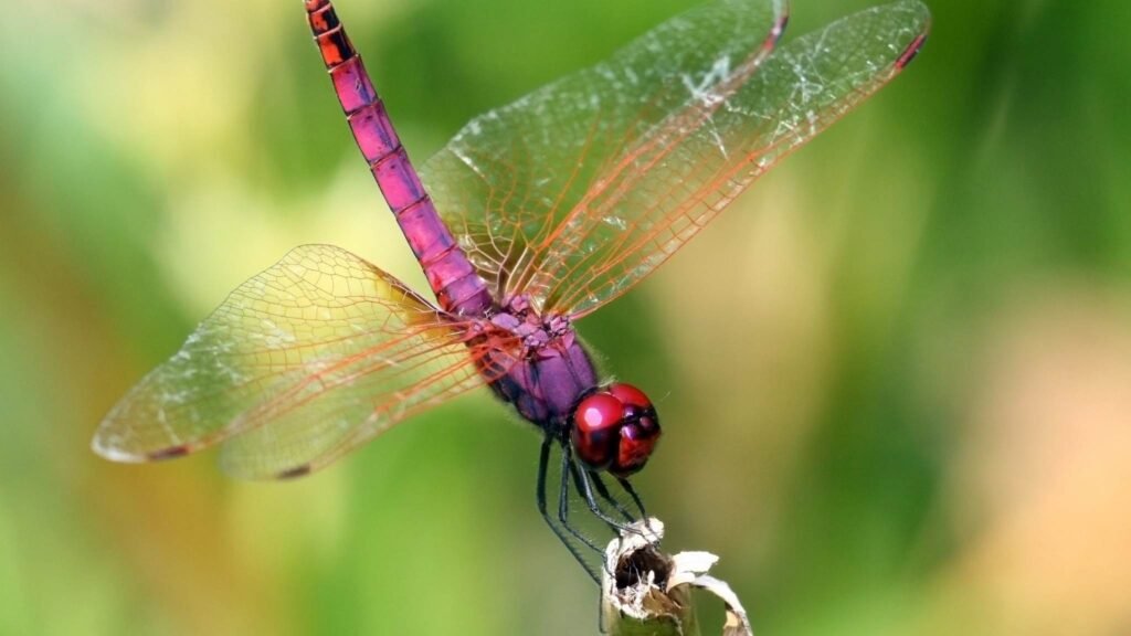 Visão das libélulas revela caminhos para tratamentos mais profundos no corpo (Imagem: Getty Images via Canva)