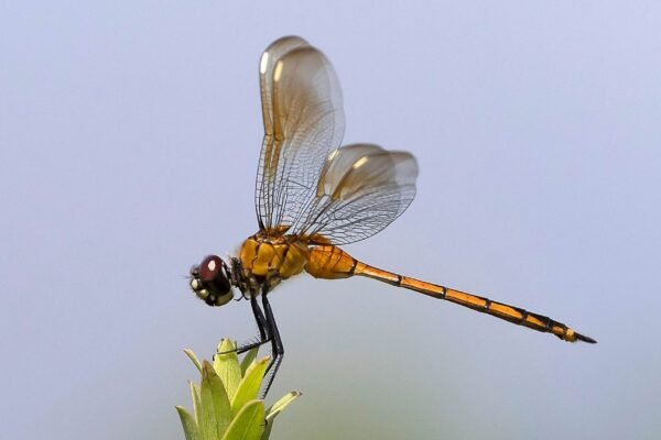 Libélulas enxergam infravermelho e podem inspirar novas tecnologias médicas (Imagem: Getty Images via Canva)
