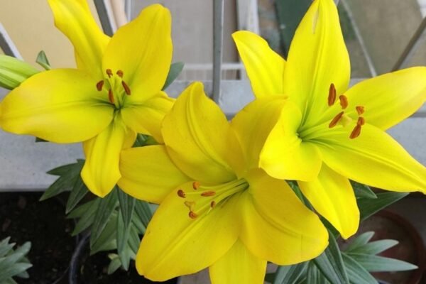 Extrato de lírio mostra ação contra convulsões. (Foto: Pexels via Canva)