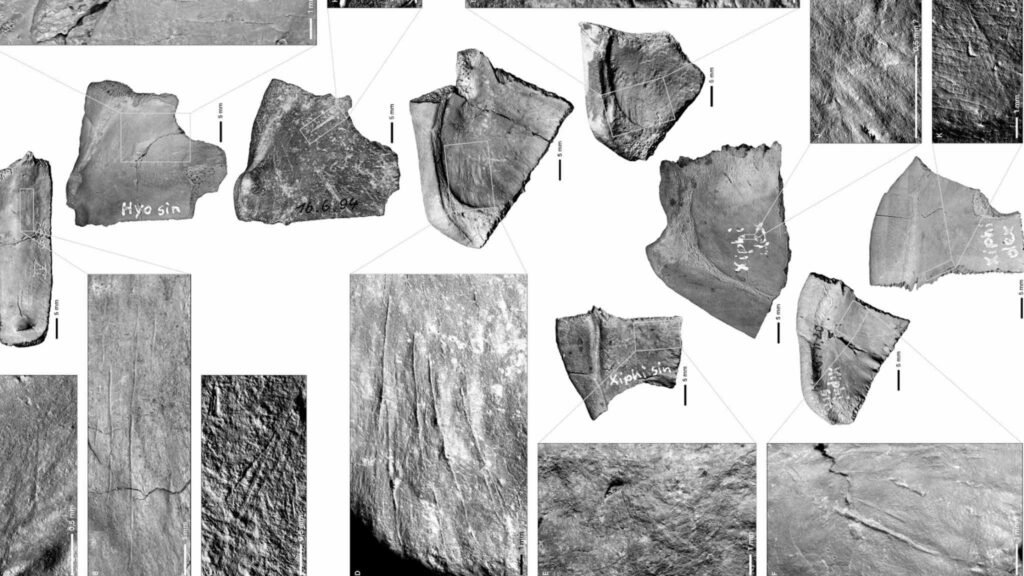 Marcas de corte em carapaça e plastrão de tartarugas analisadas por escaneamento 3D detalhado (Imagem: Gaudzinski-Windheuser, S., Böll, S., Griesch, A. et al. Sci Rep 16 , 8628 (2026))
