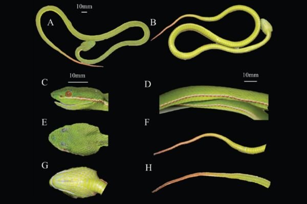 Espécime recém-coletado do holótipo da nova víbora Trimeresurus lii, macho adulto. (Imagem: Bo Cai et al., Zoossistemática e Evolução, CC BY-SA 4.0)