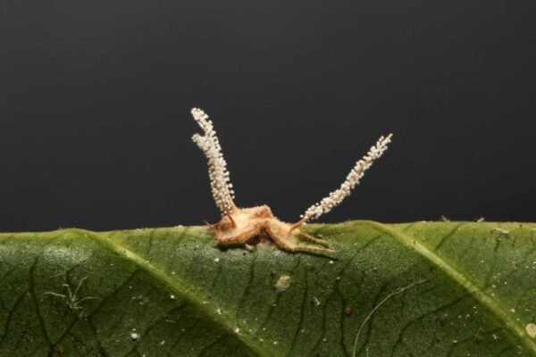 Fungo zumbi encontrado na Mata Atlântica surpreende pesquisadores brasileiros (Imagem: Divulgação/ Universidade Federal de Viçosa)