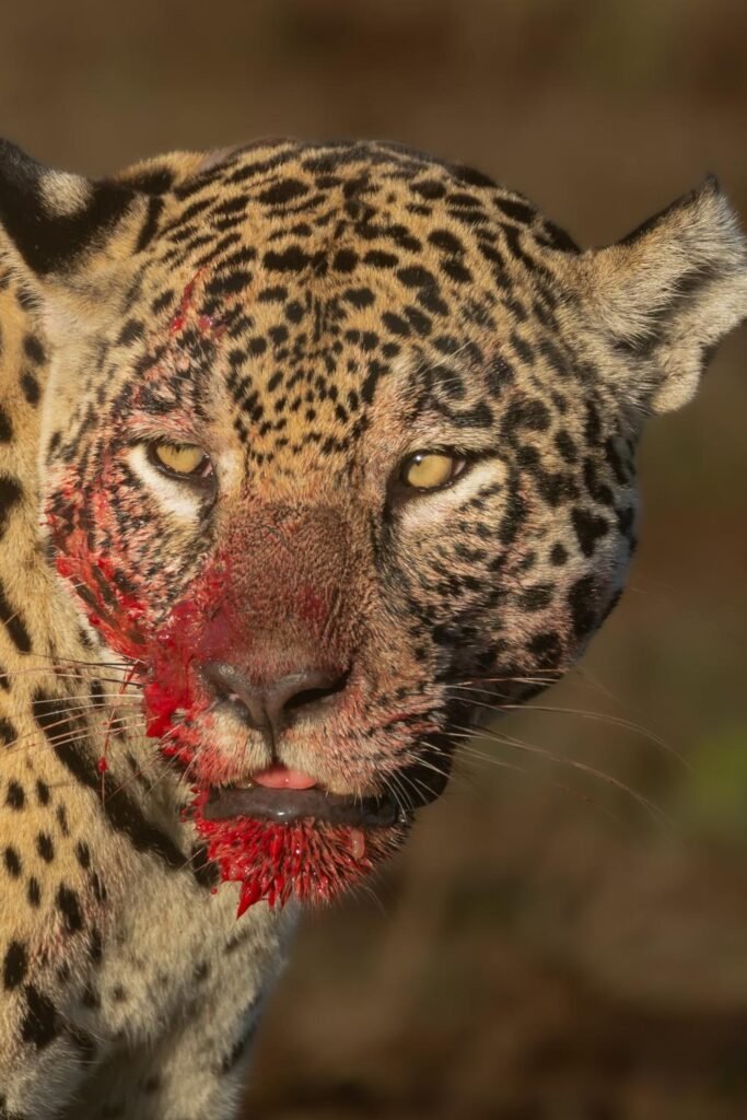 Imagem rara mostra onça logo após predar em ambiente natural (Imagem: Bruno Sartori/ Divulgação)