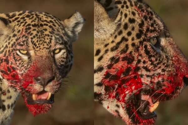 Onça-pintada Aracy é registrada após caça no Pantanal por Bruno Sartori (Imagem: Bruno Sartori/ Divulgação)