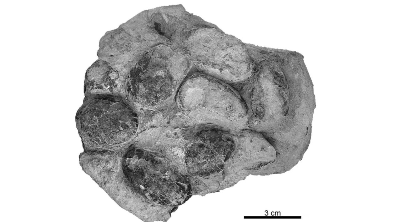 Holótipo de Suchoolithus portucalensis, do Jurássico Superior, indica ninhada preservada ainda não eclodida (Imagem: Russo J, Mateus O, Marzola M, Balbino A (2017) PLoS ONE)