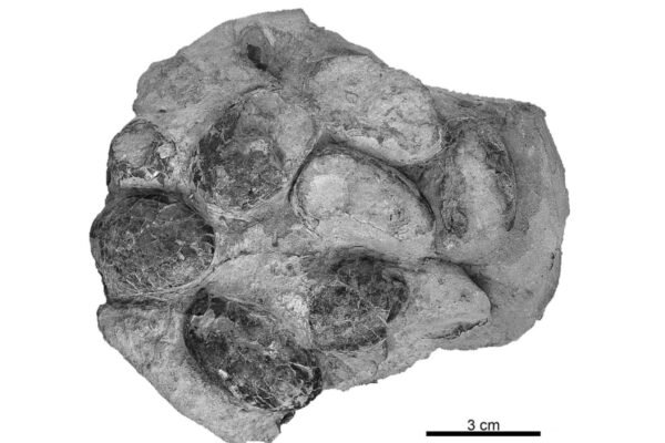 Holótipo de Suchoolithus portucalensis, do Jurássico Superior, indica ninhada preservada ainda não eclodida (Imagem: Russo J, Mateus O, Marzola M, Balbino A (2017) PLoS ONE)