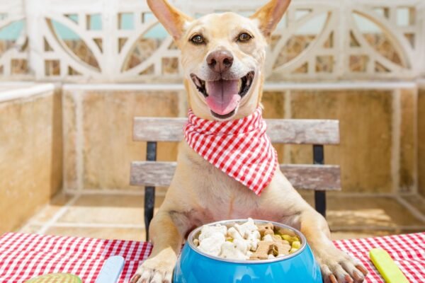 PFAS são detectados em alimentos para pets. (Foto: Damedeeso via Canva)