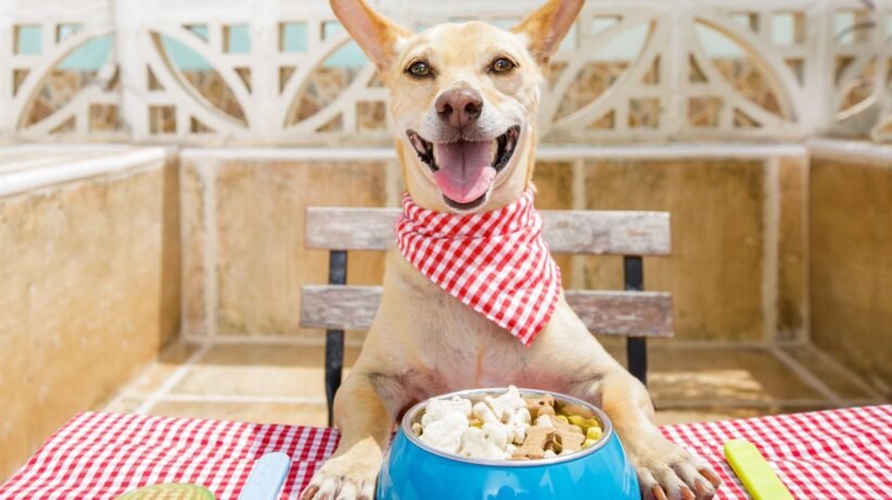 PFAS são detectados em alimentos para pets. (Foto: Damedeeso via Canva)