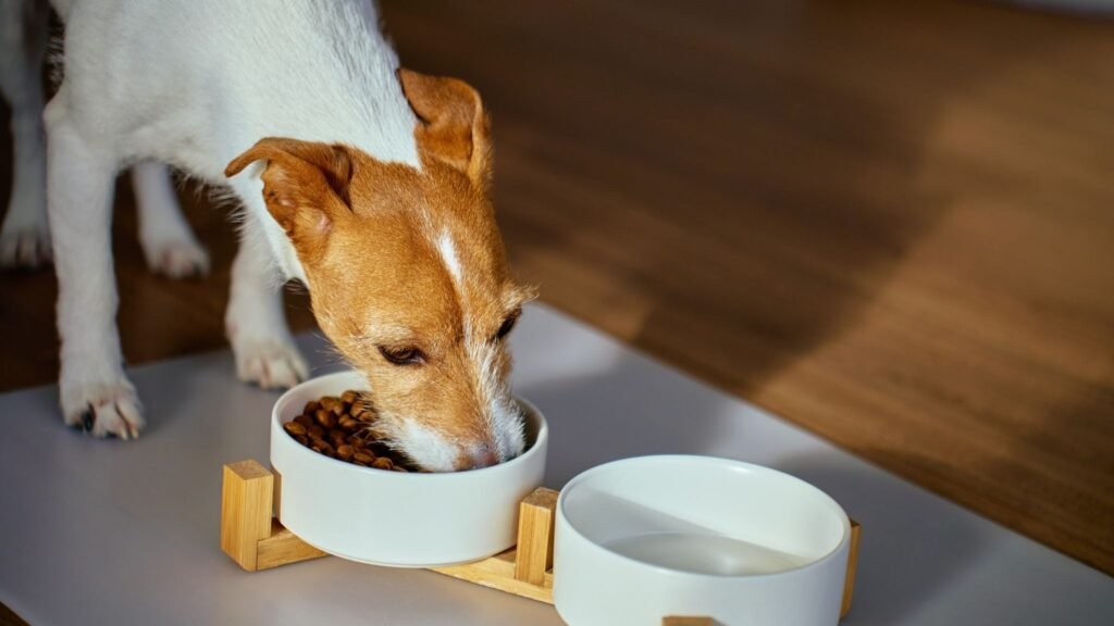 Alimentos úmidos aumentam exposição a PFAS. (Foto: Aliaksandrbarysenka via Canva)