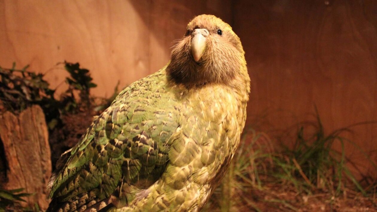 Kakapo atinge recorde de filhotes e reacende esperança de sobrevivência (Imagem: Getty Images via Canva)