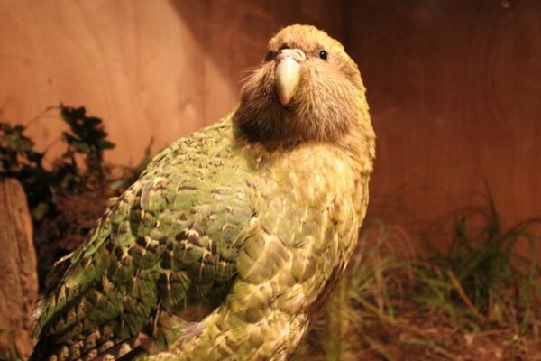 Kakapo atinge recorde de filhotes e reacende esperança de sobrevivência (Imagem: Getty Images via Canva)